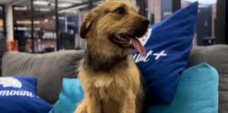 Bigote - Gran Hermano