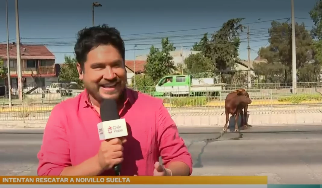 Rostro de CHV responde a críticas en vivo de Priscilla Vargas Gino Costa - TVN